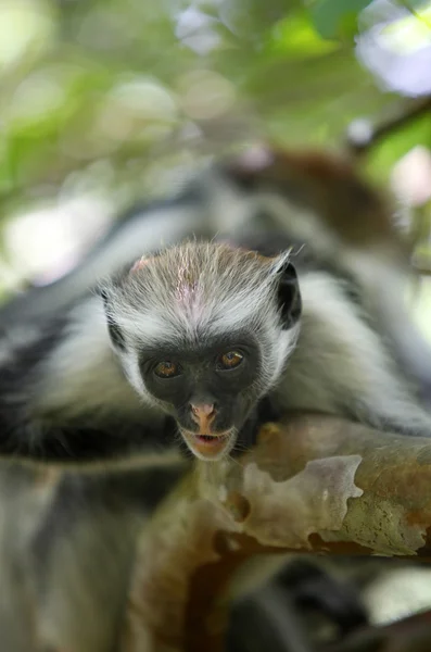 Czarno-białe colobus małpa — Zdjęcie stockowe