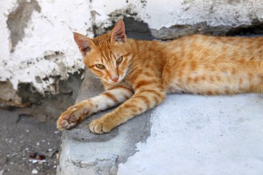 Sokakta kırmızı kedi