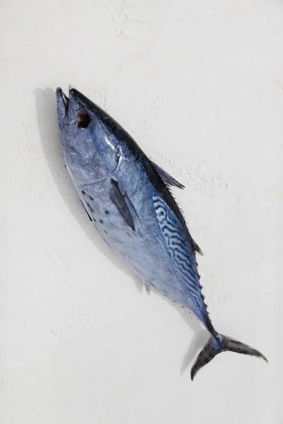 Großer Thunfisch — Stockfoto