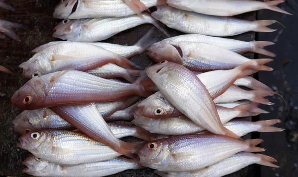 Gestapelter Fisch auf dem Fischmarkt in Steinstadt — Stockfoto
