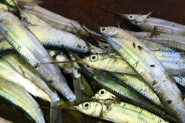Pescado apilado en Stone Town Fish Market —  Fotos de Stock