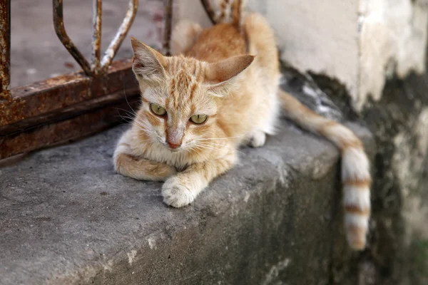 Рыжая кошка на улице — стоковое фото