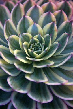 taş çiçek - sempervivum