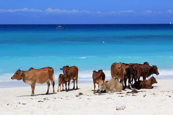 Ένα κοπάδι αγελάδες στην παραλία — Φωτογραφία Αρχείου