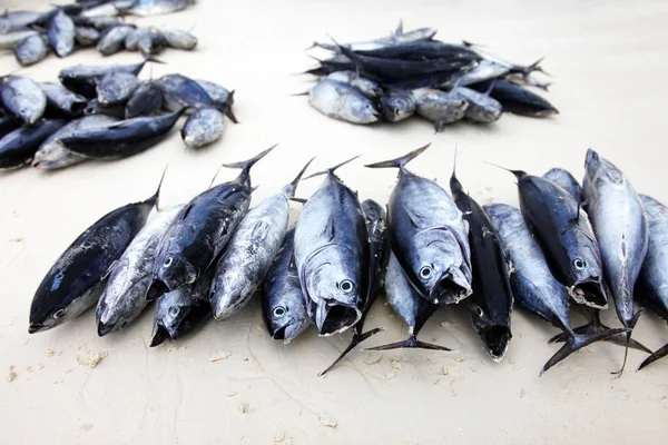 Sahilde Balık pazarı — Stok fotoğraf
