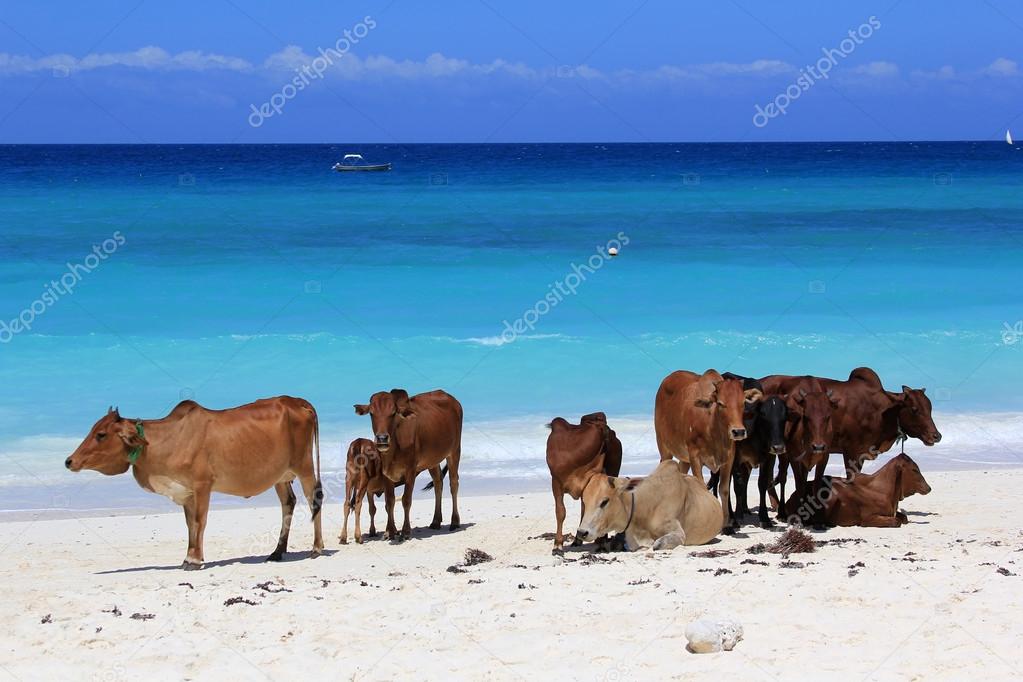 A herd of cows on the beach