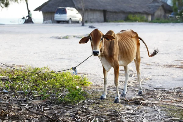 Zanzibar üzerinde Afrika inek — Stok fotoğraf