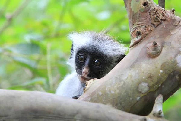 잔지바르에 콜로 부스 원숭이 — 스톡 사진