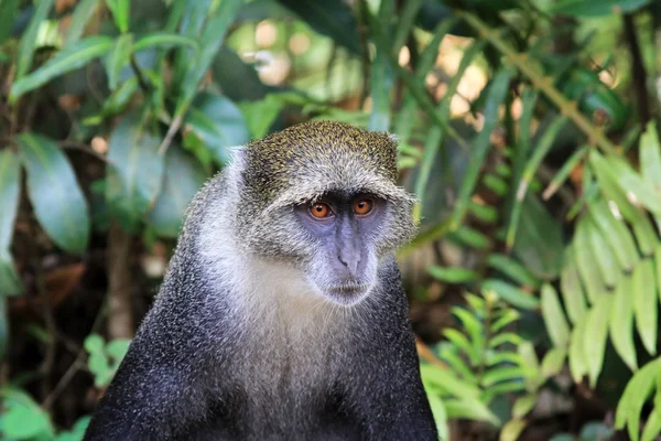 Selva de cara de macaco selvagem — Fotografia de Stock
