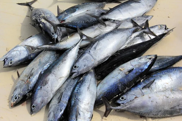 Tuna fish close-up — Stock Photo, Image