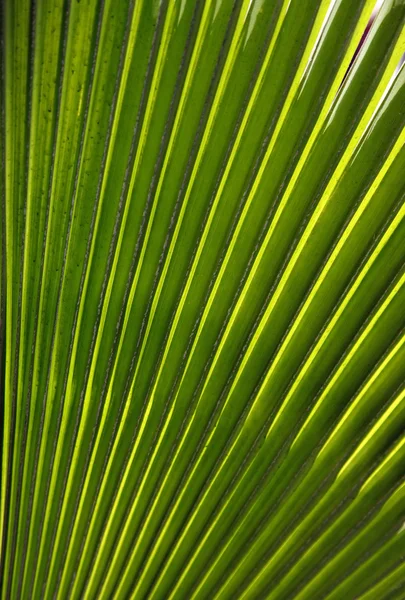 Green palm leaf close up — Stock Photo, Image