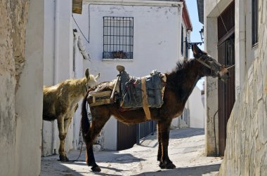 katır alpujarra içinde