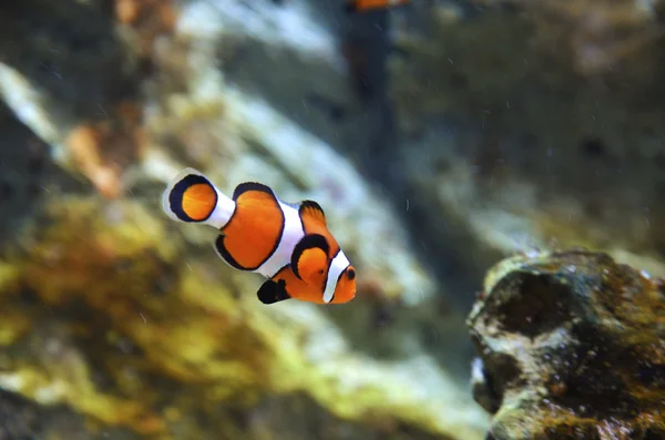 Reef fish , clown fish or anemone fish — Stock Photo, Image