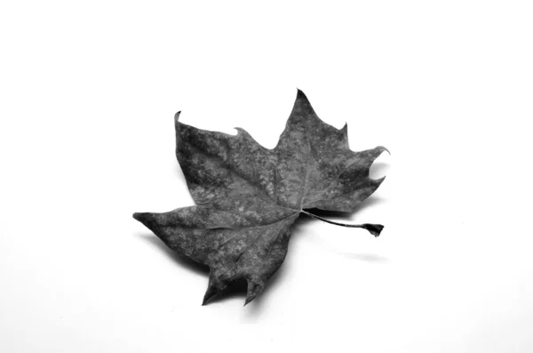 分離した乾燥葉 — ストック写真