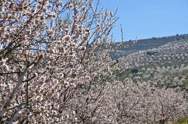 badem çiçeği alan