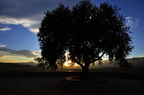 Olijf boom silhouet bij zonsondergang — Stockfoto