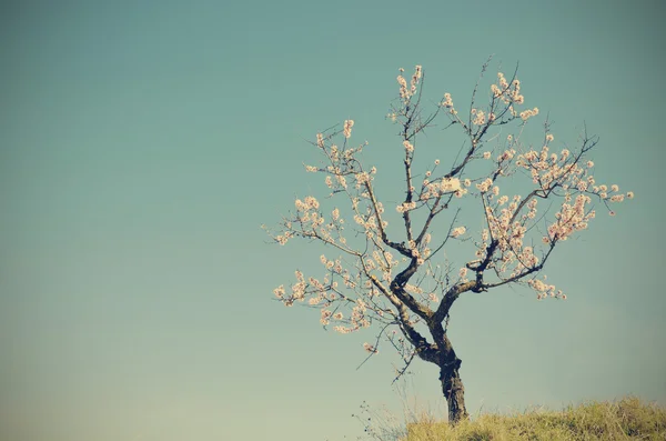 A solitary almond blossom — Stockfoto