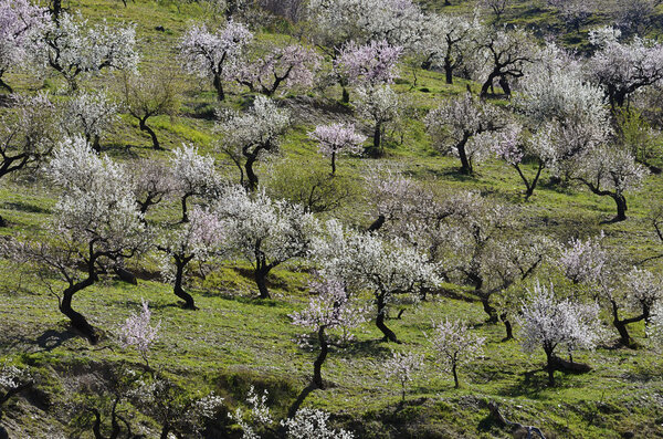 Field of almond blossoms