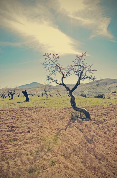 꽃의 아몬드 나무 — 스톡 사진