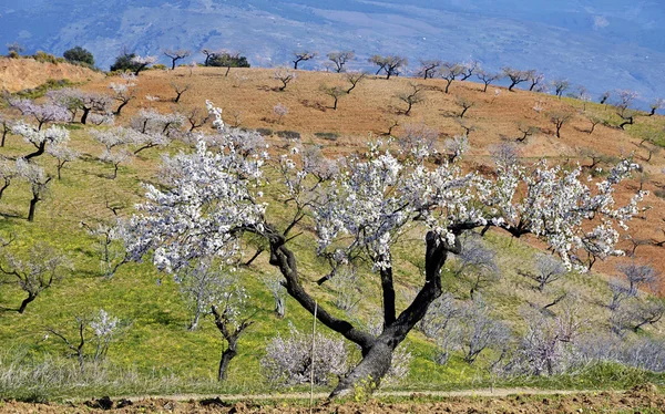 Almond blossoms — Stock Photo, Image