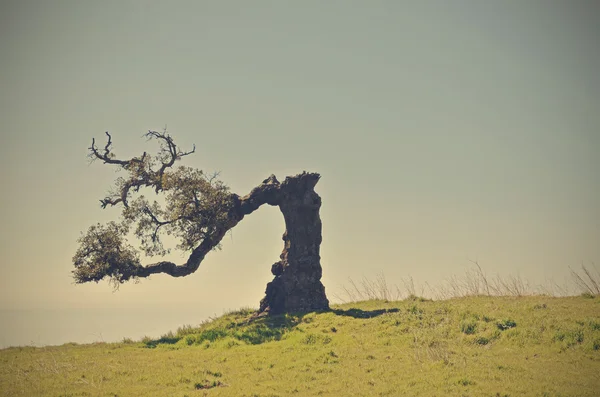 Old cork oak — Stock Photo, Image