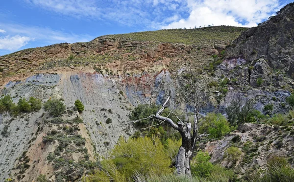 Almendra seco y desierto paisaje — Foto de Stock