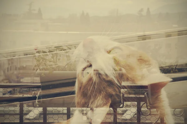 Double exposure of cat looking out the window — Stock Photo, Image