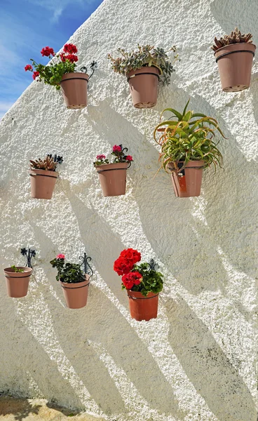 Blumen in Töpfen an weißer Wand — Stockfoto