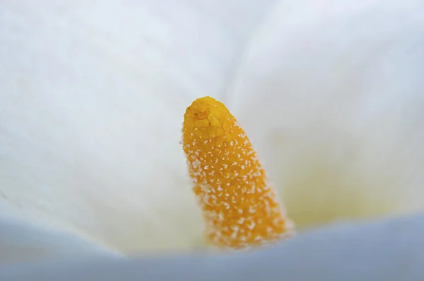 Calla-Lilie-Makro — Stockfoto