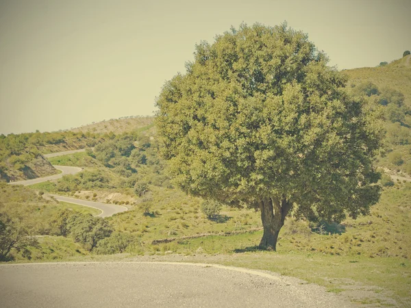 Oak beside road — Stock Photo, Image