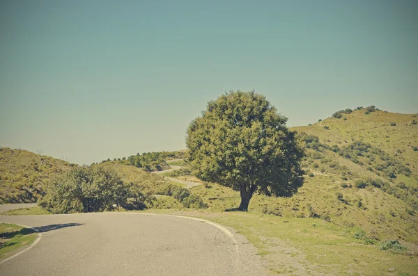 Chêne au bord de la route — Photo