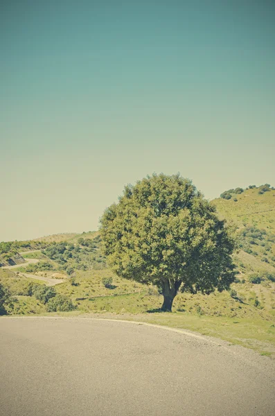Chêne au bord de la route — Photo
