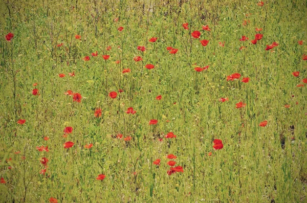 Campo de papoilas — Fotografia de Stock