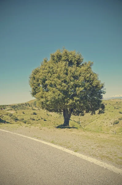 Oak beside road — Stock Photo, Image