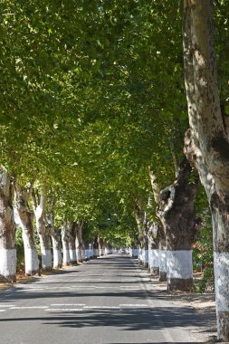 Yeşil ağaçların arasındaki yol
