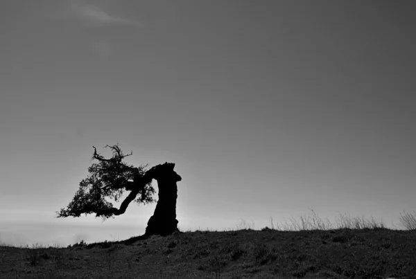 Detail of an old cork oak — Stock Photo, Image