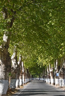 Yeşil ağaçların arasındaki yol