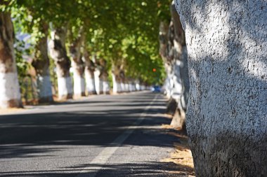 Yeşil ağaçların arasındaki yol