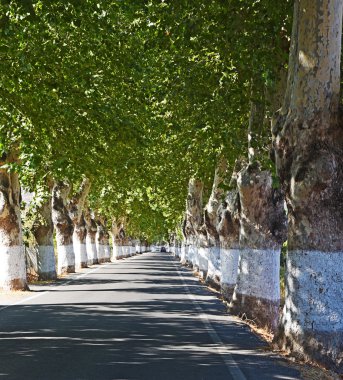 Yeşil ağaçların arasındaki yol