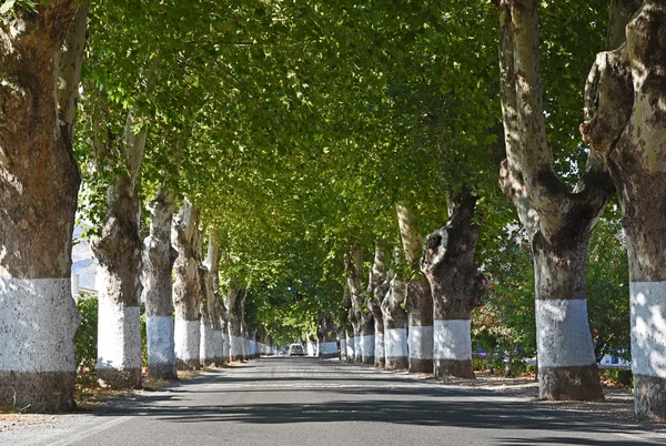 Yeşil ağaçların arasındaki yol — Stok fotoğraf