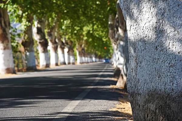 Yeşil ağaçların arasındaki yol