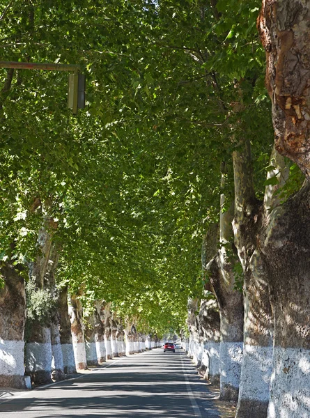 Estrada entre árvores verdes — Fotografia de Stock