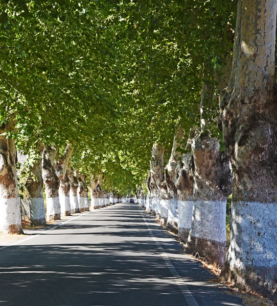 Yeşil ağaçların arasındaki yol