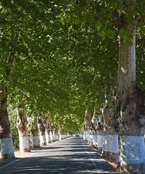 Estrada entre árvores verdes — Fotografia de Stock