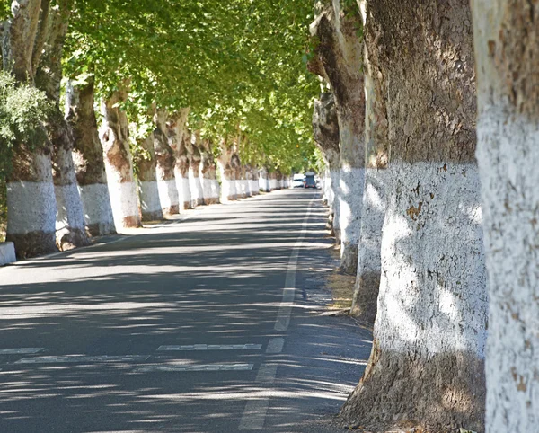 Estrada entre árvores verdes (foco seletivo ) — Fotografia de Stock
