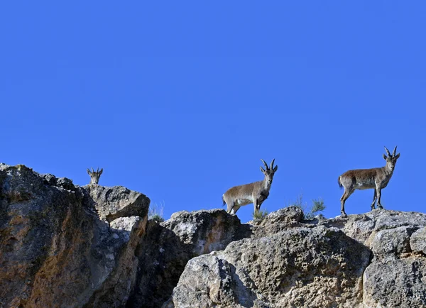 View of Three ibexes — Stock Photo, Image