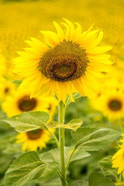 Güneş Çiçekleri.