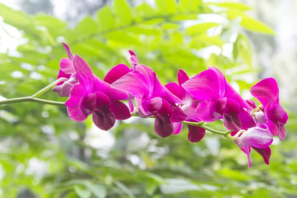 Hermosa orquídea violeta . — Foto de Stock