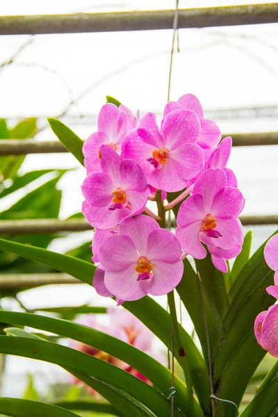 Paarse vanda orchid — Stockfoto