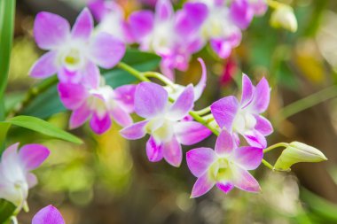 Güzel pembe orkide çiçeği.